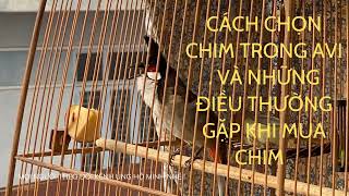 Cách chọn chim trong avi, không phải chim đầu đàn là hay. Và các vẫn đề thường gặp khi mua chim .