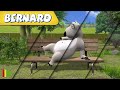 🐻‍❄️ BERNARD  | Collection 28 | Full Episodes | VIDEOS and CARTOONS FOR KIDS