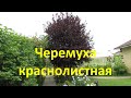 Черемуха краснолистная в моем саду Про Сад с Любовью 