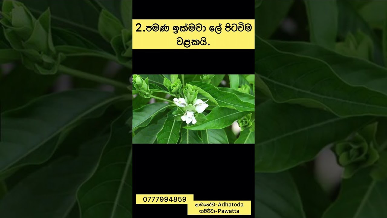 Pawatta and Adhatoda