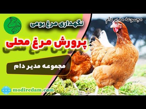 پرورش مرغ محلی بومی به روش کاملا سنتی مجموعه مدیر دام