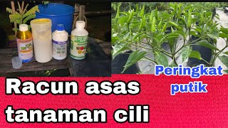 Racun Asas Tanaman Cili Paling Jimat Pada Peringkat Awal Buah  msoleh 49
