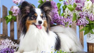 Block Jigsaw Puzzles: Cute Papillon Dog #Shorts screenshot 5