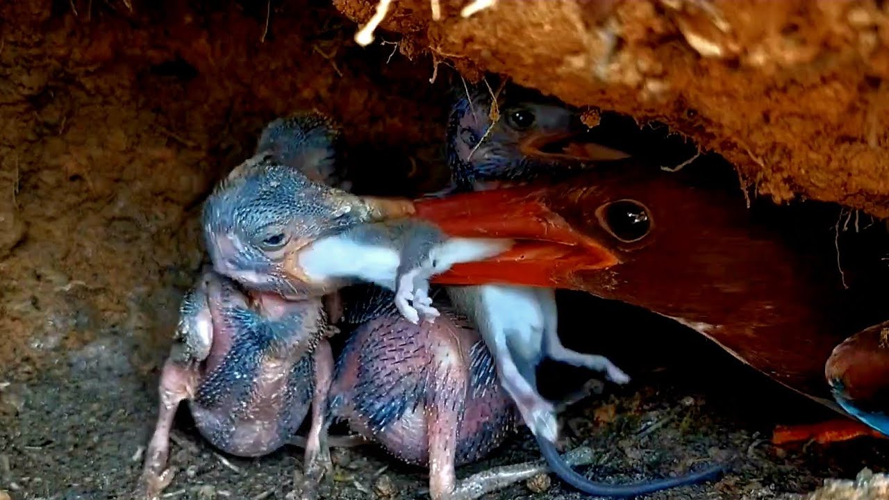 No Way That Fits! What Kind of Stomach Does This Bird Have?!!