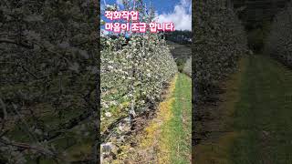 백설기 같은 부사 적화작업중 #사과농사 #사과나무 #사과재배 #적화작업 #부사 #잉매힐스사과농원