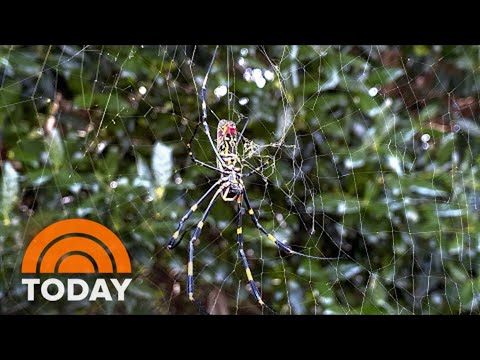 Giant Joro Spiders Expected To Invade The East Coast This Spring