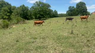 The Cattle Range Listing #605D544