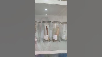 #Animal specimen#biology lab#shorts