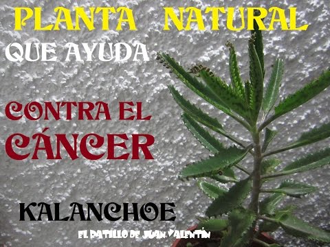 Vídeo: Cuellos Cancerosos (hierba): Propiedades Y Aplicación De Cuellos Cancerosos, Flores Y Raíz De Cuellos Cancerosos, Contraindicaciones