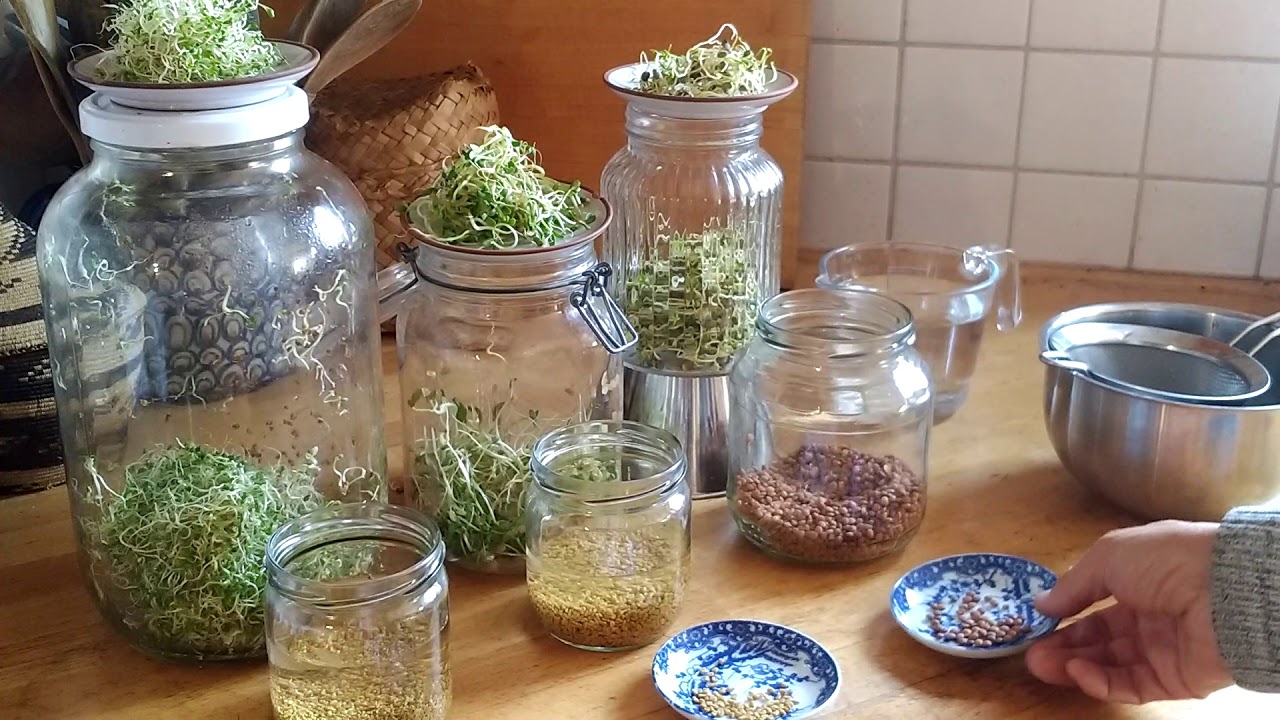 Alfalfa-, Bockshornklee- und Linsensprossen aus Heike's Küchengarten