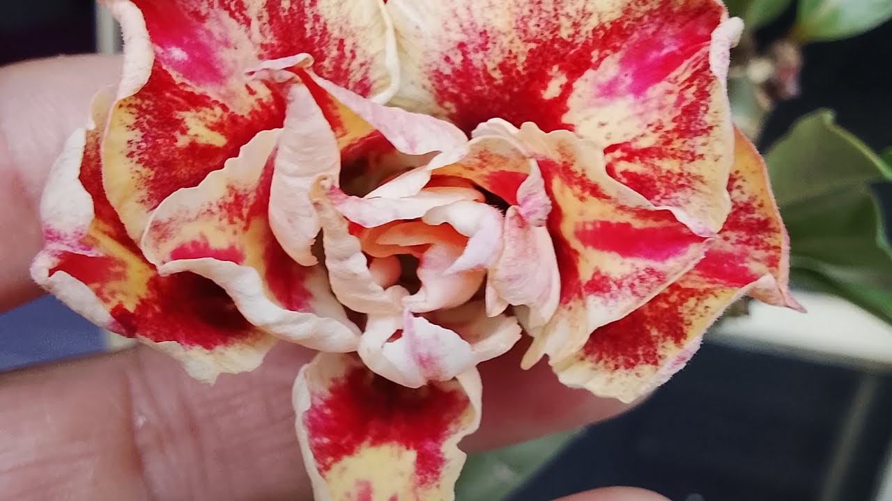 A Rosa do Deserto Julius Caesar é muito linda #rosadodesertoflores 🌹🌸🌼🌺🌷💮🏜️