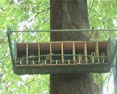 health insurance UV vision reveals chicks' healthy glow