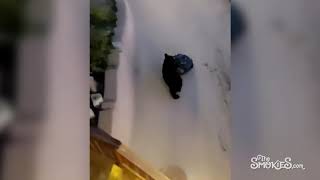 Second black bear trash bandit caught on film in Anakeesta - Gatlinburg TN
