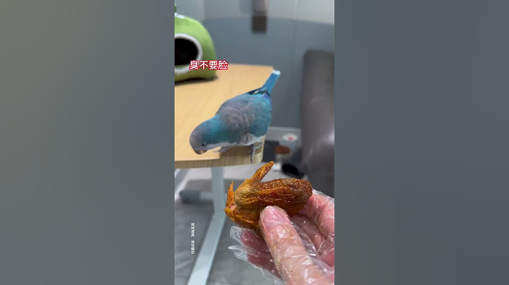 当我和小鸟玩心眼#鹦鹉#萌宠#鹦鹉 #萌宠 #搞笑 #鸵鸟蛋 #funny #pets #parrot #animals #cute