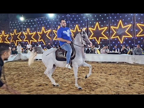 رقص خيل محمد كمال و بنت بهير حفلة الطنطاوية 2023