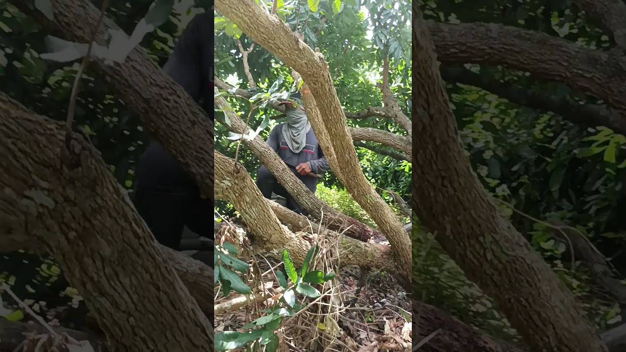 การตัดแต่งกิ่งลำไย แบบฝาชีหงาย ทำให้การติดดอกออกผลดีครับ