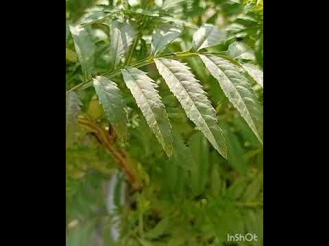 How To Grow Marigold Plant At Home|Easy  and Fast way|