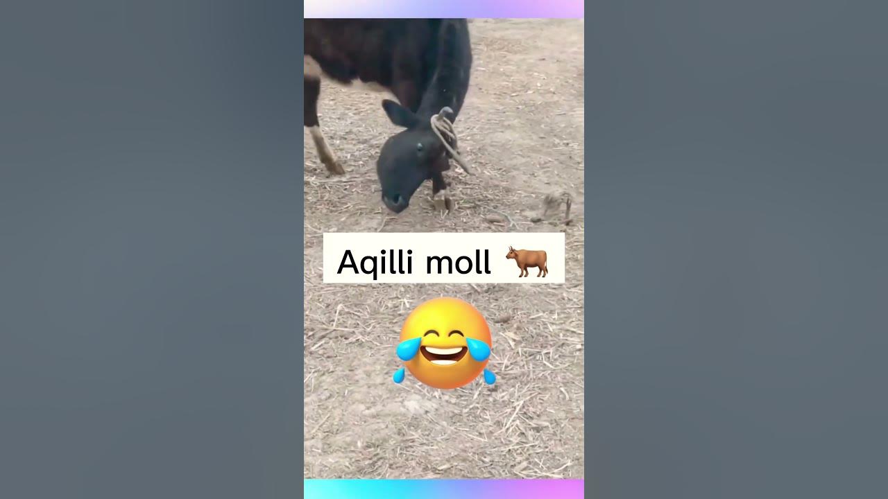 Rasimga ol Rasimga ol olyapan 🐂👀🤣 #shorts - YouTube