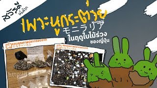 หูกระต่าย เพาะเมล็ด  monilaria モニラリア ในช่วงฤดูใบไม้ร่วงของญี่ปุ่น | สวัสดีเพิ่งรัก