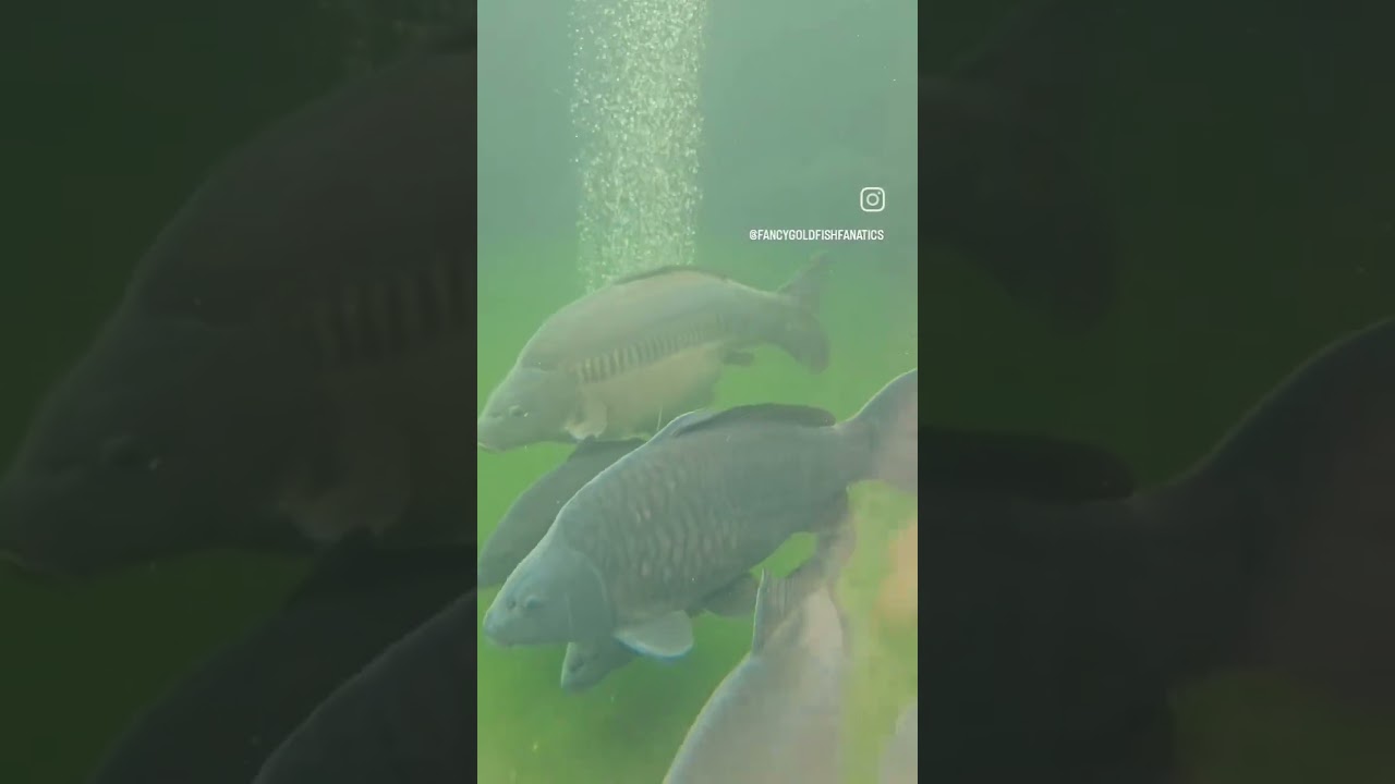 STUNNING carp pond | What would you keep in here? 