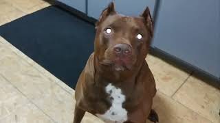 The bubble conversation with my Pitbull Junior! by Haloskeeper1 3,565 views 6 years ago 3 minutes, 51 seconds