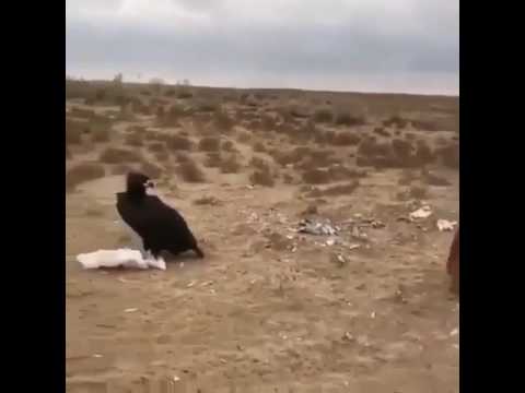 اكبر عقاب في الجزيرة العربية