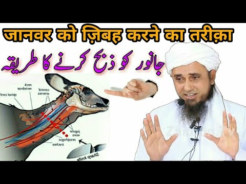 Janwar Ko Zibah Karne Tariqa | Mufti Tariq Masood جانور کو ذبح کرنے کا طریقہ | مفتی | طارق مسود