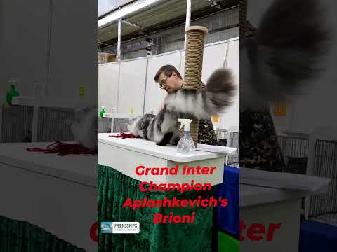 Grand Inter Champion ⚜️Aplashkevich's Brioni⚜️ достойный сын своего отца Чемпиона Мира