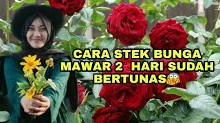 Download Lagu Cara stek bunga mawar agar cepat tumbuh MP3