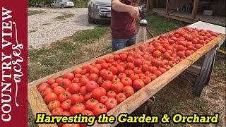 Getting back to the homesteading side of things.  Garden & Orchard harvest.  More used equipment.