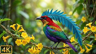 Top 100 Most Beautiful and Strange Spring Birds | Natural Sound ASMR screenshot 2