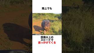 カバを怒らせてはいけない理由