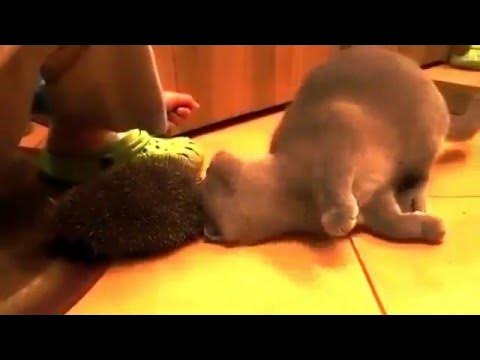 трет ся. укус кота gif. красивые женские ноги. котенок трется о ноги. потёрся в автобусе об девушку.