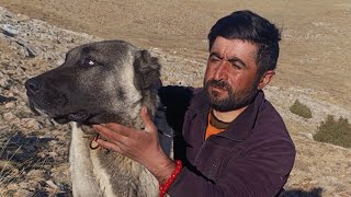 BEKLENEN KAR YAĞIŞI GELDİ KOYUN TUZLAMA KOÇ KATIMI DEVAM 