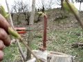 Ferme de Valbonne - La greffe d'un châtaignier