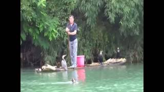 Guilin Fishing Bird. Or, how to fish in China!