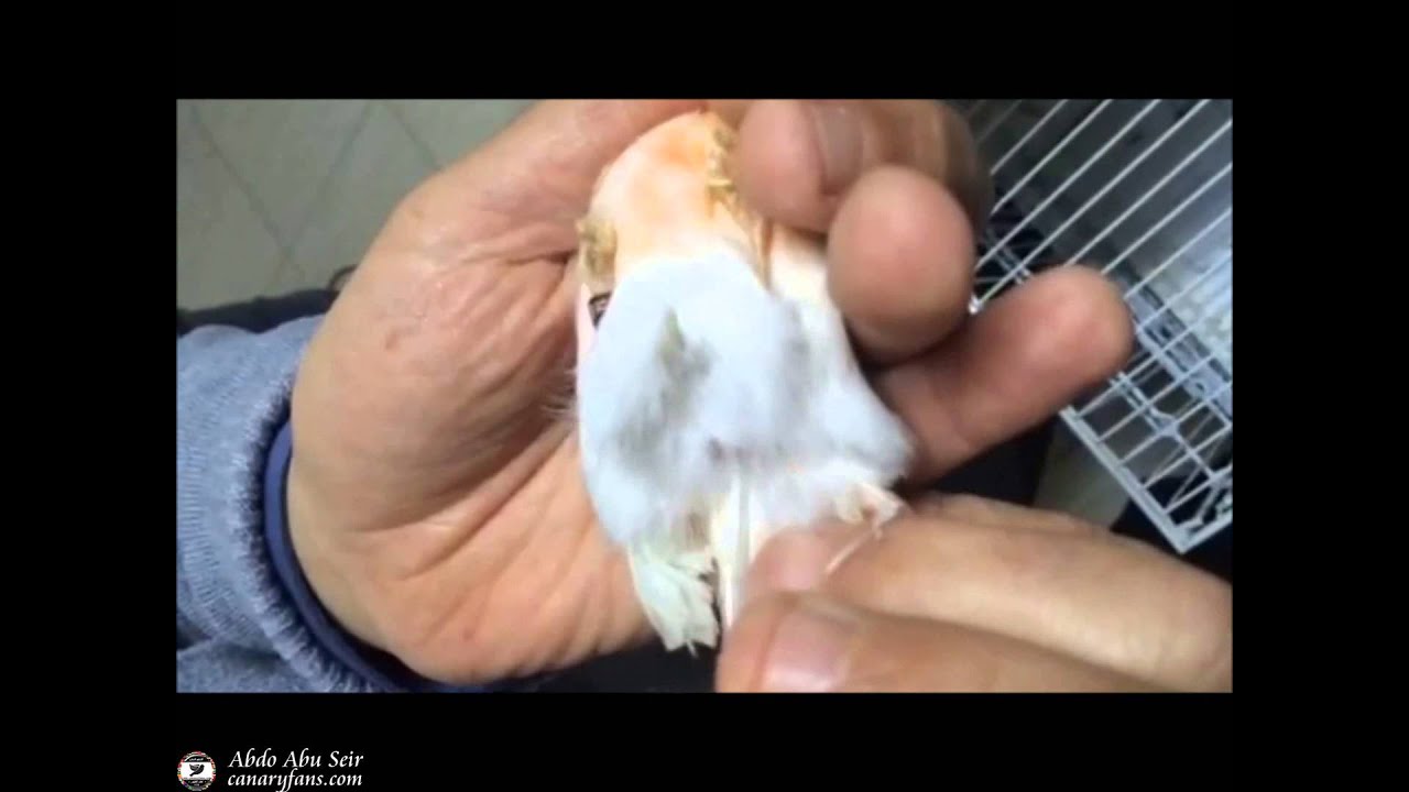 Youtube Videos Artificial Insemination Dogs Youtube Videos Artificial Insemination Dogs