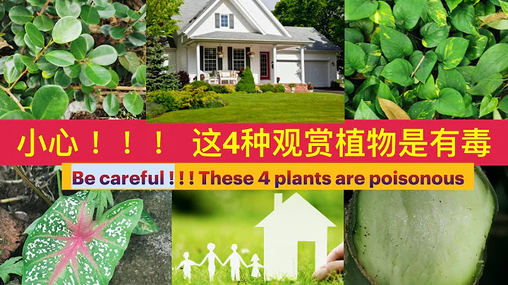 小心 ！ 這4種風水植物是有毒，很多人把它種在家。Be careful ! These 4 feng shui plants  many people grow them at home。 - 天天要聞