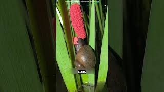 Nanın Hızlı Yetiştiricileri Altın Elma Salyangozları