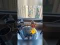 The parrot told its owner that it had something important to do. #birds #parrot #parrots #shorts