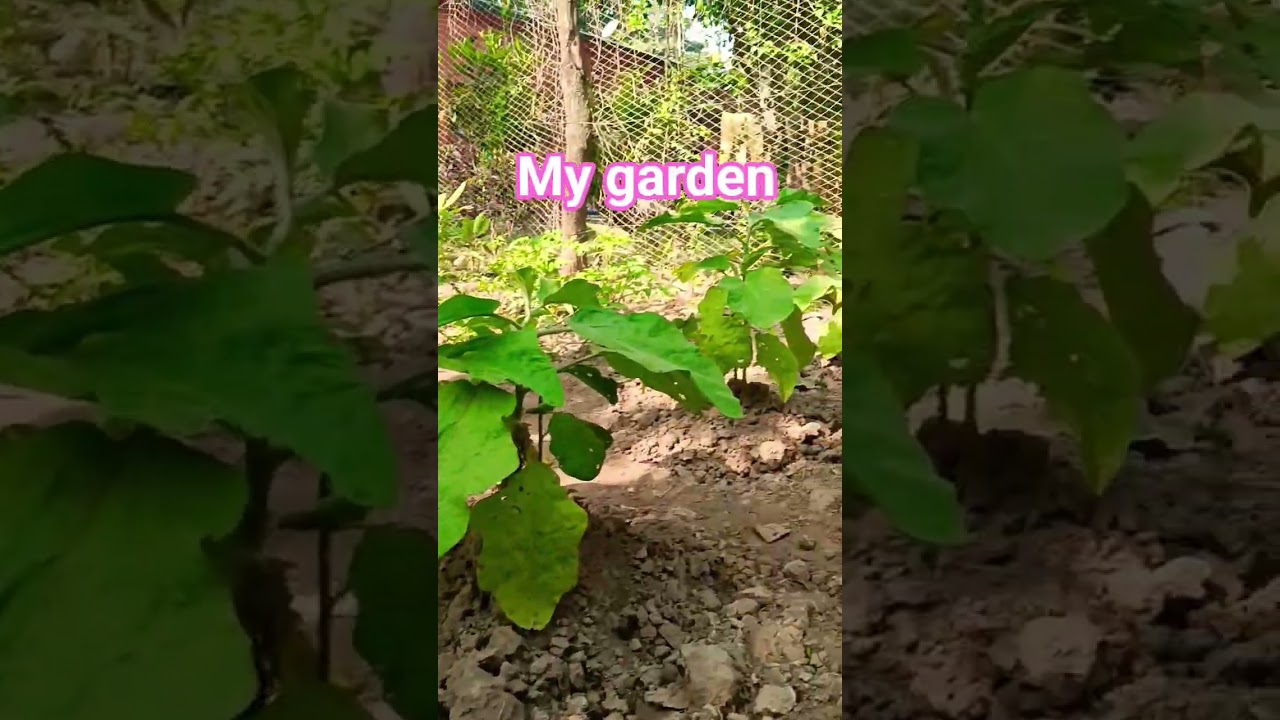 @ 123my garden # 🏡🏡🏡🏠🏠🌹🌹