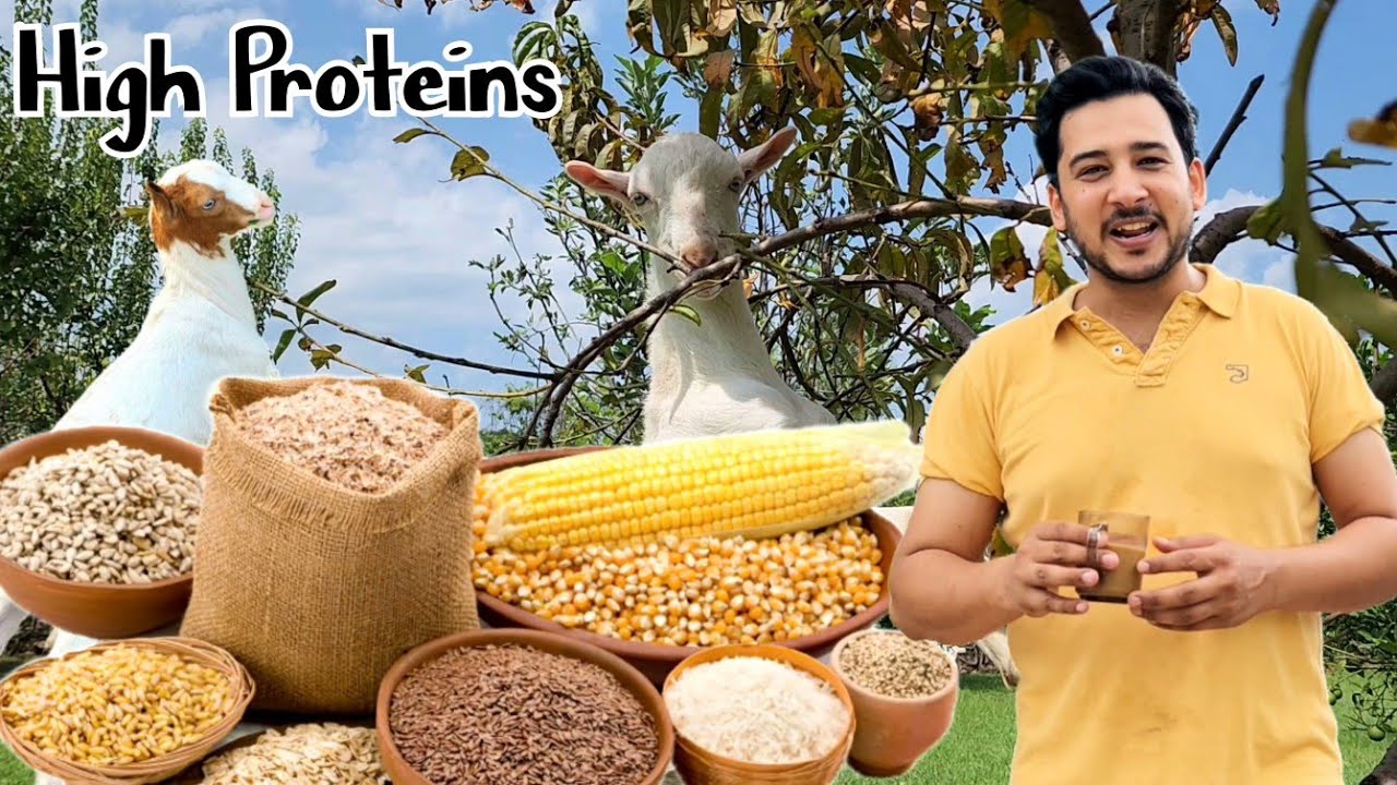 Bakra Eid 2024 Best Diet Plan - Pet Vlogs- Mini Zoo - Rabbits Ne Aaj Bht Bhagaya