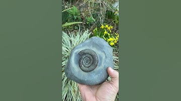 The Perfect Ammonite #shorts