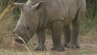 Baby White Rhino 230122 Ziwa Uganda 1