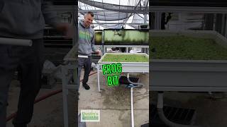 FROG BIT BASIN WATER CHANGE! @Dustinsfishtanks