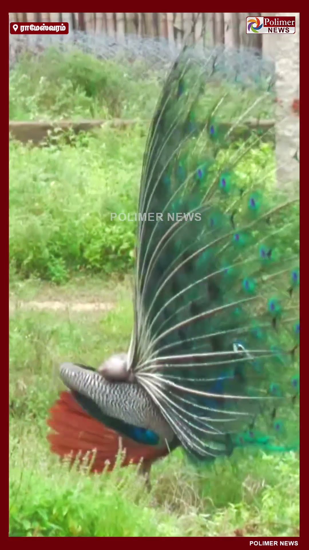 மயிலாஞ்சி.. மயிலாஞ்சி.. ரம்மியமாக நடனமாடிய ஆண் மயில்..! மீண்டும் மீண்டும் பார்க்க வைத்த அழகிய காட்சி