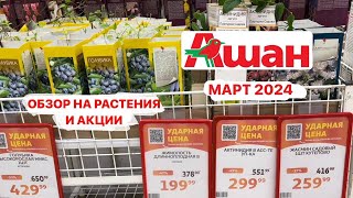 ОБЗОР НА РАСТЕНИЯ И АКЦИИ В АШАНЕ. От 29 руб!! ЛУКОВИЧНЫЕ И ЧЕРЕНКИ уже ждут нас! МАРТ 2024