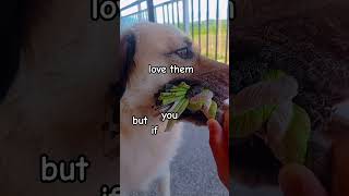 🐾 hit Subscribe button #dogshorts #rexthevillager #subscribe 🐾 hit Subscribe button #dogshorts #rexthevillager #subscribe