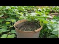 8 tips for growing huge sweet potatoes in pots