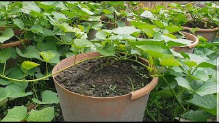 8 tips for growing huge sweet potatoes in pots